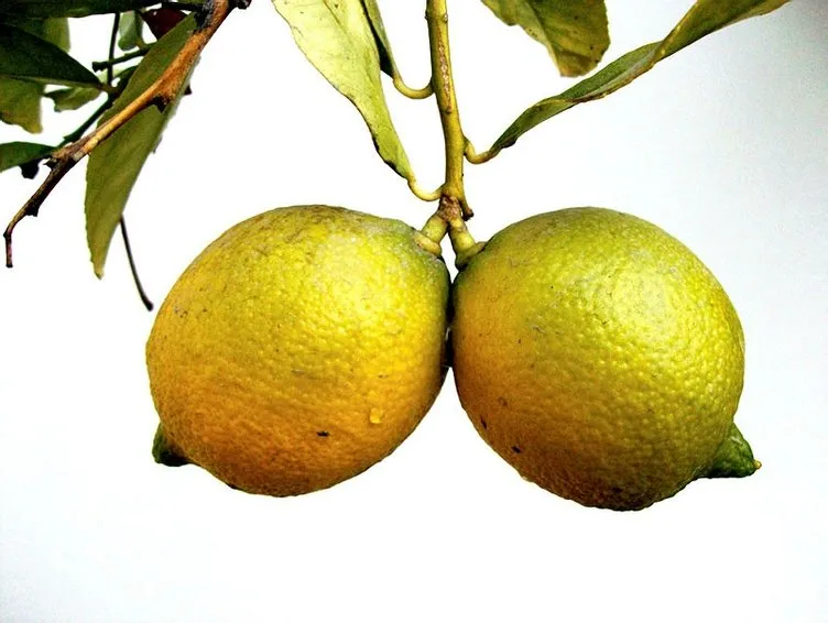 Limonun vücudumuza etkileri!