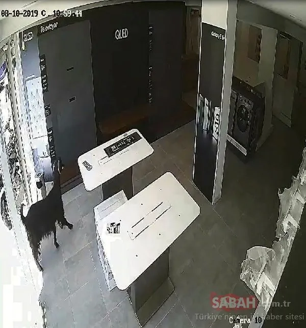 Ve ilk kaçan kurbanlık haberi geldi! İş yerinde ne var ne yok...