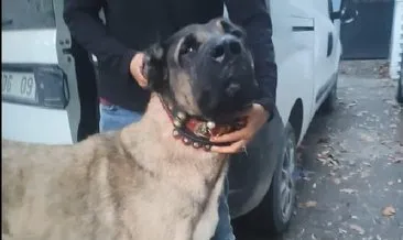 Sarıyer’de bahisle köpek dövüşü: 25 gözaltı!