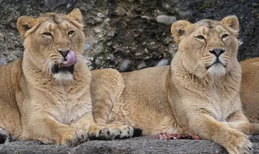Japonya’da aşırı sıcaklar hayvanları vurdu: 3 aslan telef oldu
