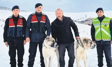 Jandarma, çalınan 700 bin TL’lik çoban köpeklerini buldu #ankara
