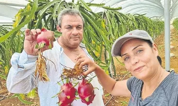 Geleceğin gözde meyvesi pıtaya