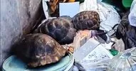 Alanya’da çöp konteynerine atılmış 4 kaplumbağa kurtarıldı