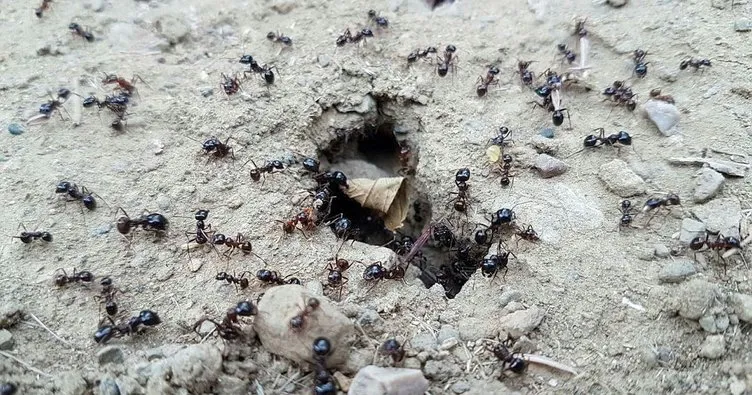 Son dakika haberi: Yüzlerce karıncanın yiyecek taşıması deprem belirtisi mi? Prof. Dr. Kaynaş açıkladı...