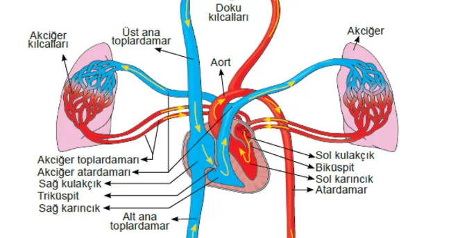 Canlılarda dolaşım sistemi nedir?