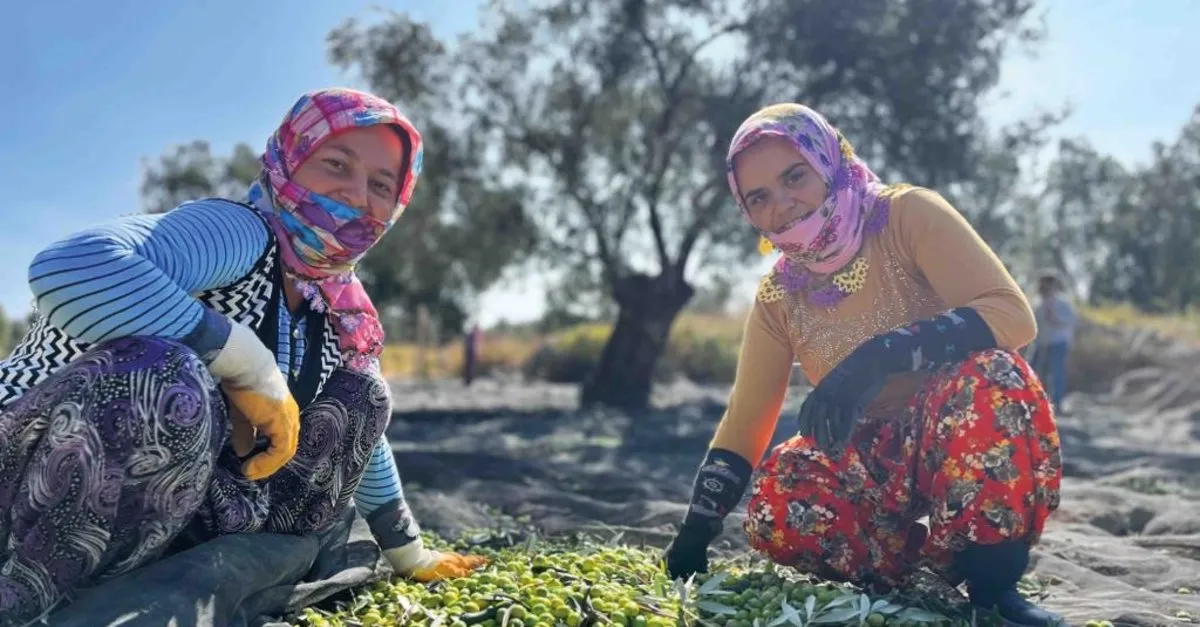 'Cumhuriyetimizin Yüzüncü Yılında Geçmişten Günümüze Ayvalık'ta Zeytin Hasadı'