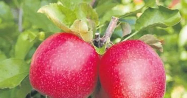 Yazlık elma pazarda alıcılarını bekliyor