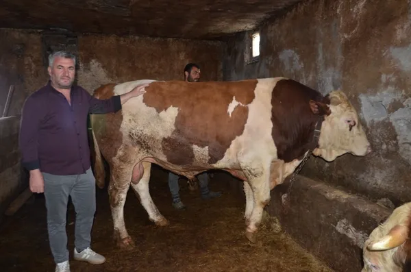 musta-1-ton-400-kiloluk-kurbanlik-sampiyon-boga-alicisini-bekliyor-1777640627512.jpg