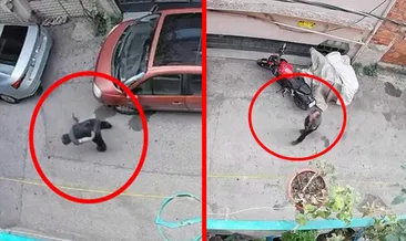 Bursa'da insanlıktan utandıran anlar! Kucağındaki kediyi önce sıktı ardından kafasından tutup yere vurdu #bursa