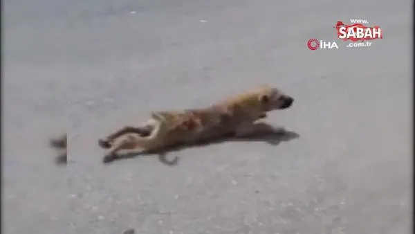 Şanlıurfa'nın Siverek ilçesinde sakat taklidi yapan köpek görenleri şaşırtıyor