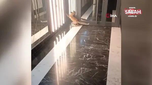 Rezidansa giren şaşkın tilki böyle görüntülendi | Video