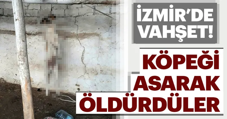 Köpeği asarak öldürdüler