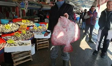 Balıkların paşası 750 liraya alıcı buldu!