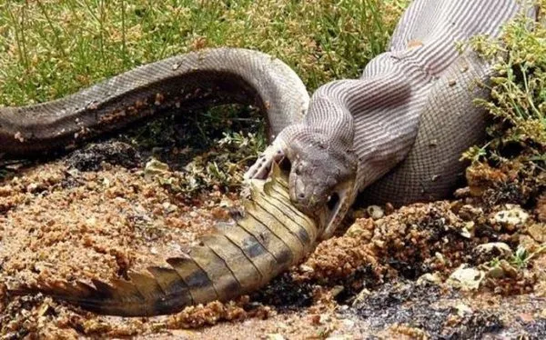 Pitonun avlanma tekniği!