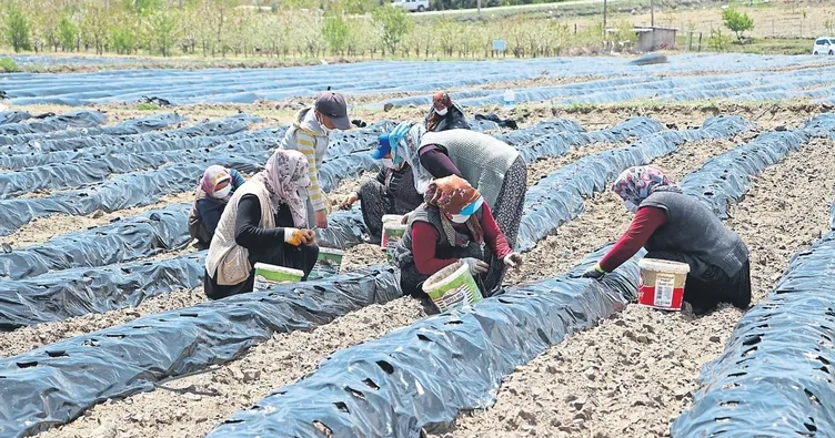 Her şey durur, çiftçi durmaz