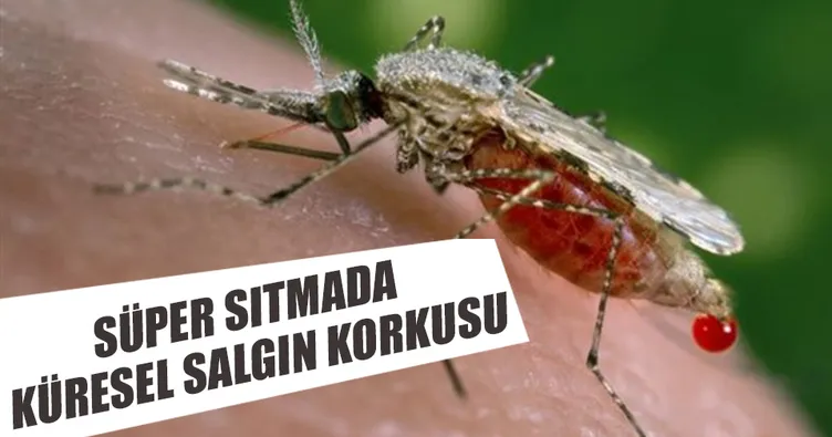 Süper sıtmada küresel salgın korkusu