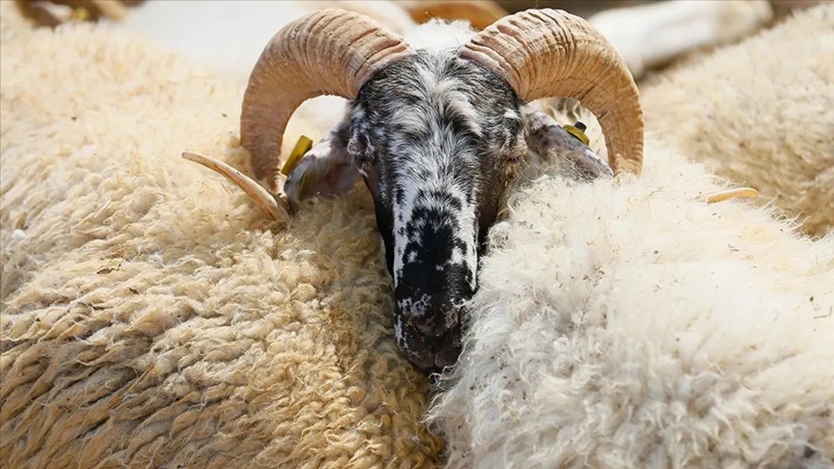 Kurban Bayramı ne zaman başlayacak ve bitecek, tatili kaç gün sürecek? Diyanet takvimi açıklandı!