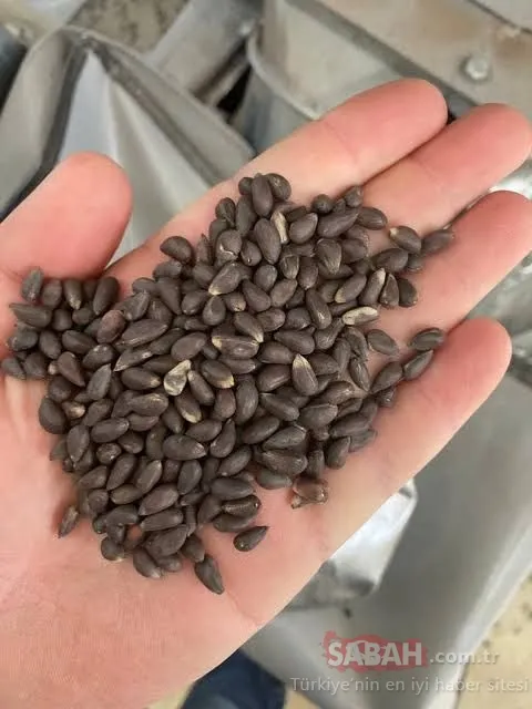 SON DAKİKA... Kimya şirketinde GDO skandalı: 12 yıla kadar hapsi isteniyor