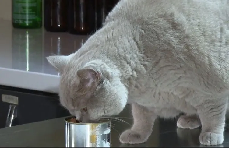 Obez kedi Şiraz’ın zayıflama mücadelesi! Pilates yapıyor, yüzüyor: Mama yemeyi çok seviyor, bu yüzden mutsuz