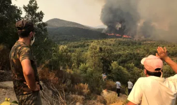 Sıcak hava Cezayir’i yaktı: Orman yangınlarında ağır bilanço