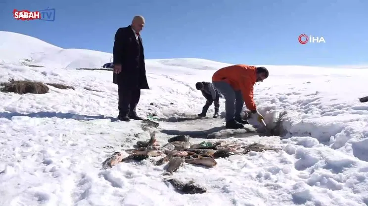 Van'da buz tutan gölette ‘Eskimo’ usulü balık avı | Video