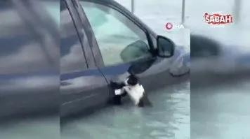Dubai'de selde mahsur kalan kedi, aracın kapısına tutunarak yardım bekledi