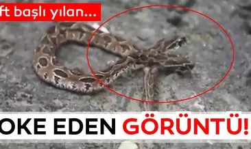 Dünyayı şoke etti! Çift başlı yılan ortaya çıktı… Sosyal medyada son dakika olarak paylaşıldı