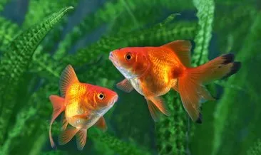 Japon Balığı Özellikleri Nelerdir? Japon Balığı Nasıl Beslenir, Kaç Yıl Yaşar ve Ne Zaman Yavrular?