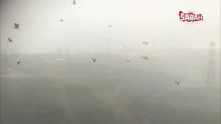 Leyleklerin göçü İstanbul’da kameraya yansıdı | Video