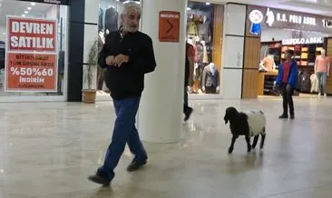 3 aylık kuzusu 'Fulya', peşinden ayrılmıyor #mus
