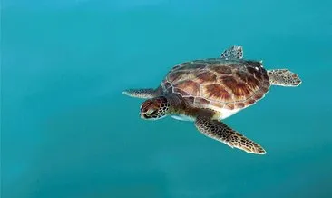 Denizdeki büyük tehlike! Deniz kaplumbağası yiyen 19 kişi öldü