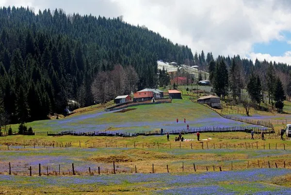 'Mor yayla'ya ziyaretçi akını