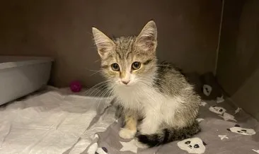 ‘Kedi gıdaklar mı?’ demeyin! Bu kedi görenleri şoke ediyor…