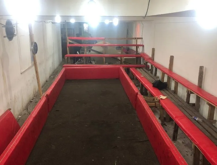 Hayvanları Koruma Derneği Başkanı horoz dövüşçüsü çıktı! Özel ring bile yaptırmış