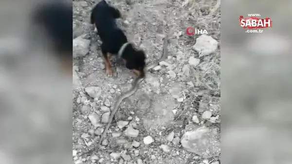 Sevimli köpek korksa da merakına yenik düşüp yılanla böyle oynadı