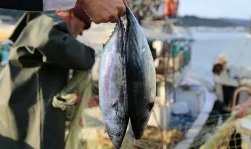 Yer: İzmir!  Boy ve av yasağına uymayan yaklaşık 8 ton balığa el kondu #izmir