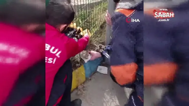 Beylikdüzü’nde kedi kurtarma operasyonu kamerada | Video