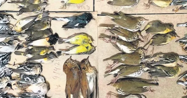 Yüzlerce kuş gökdelenlere çarparak öldü