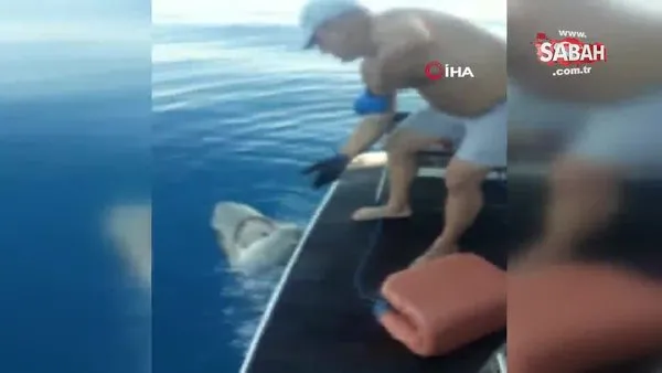 Tekne turu sırasında oltaya takılan 3 metrelik köpekbalığı turistleri şoke etti