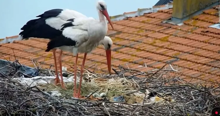 Yaren leylekten müjdeli haber