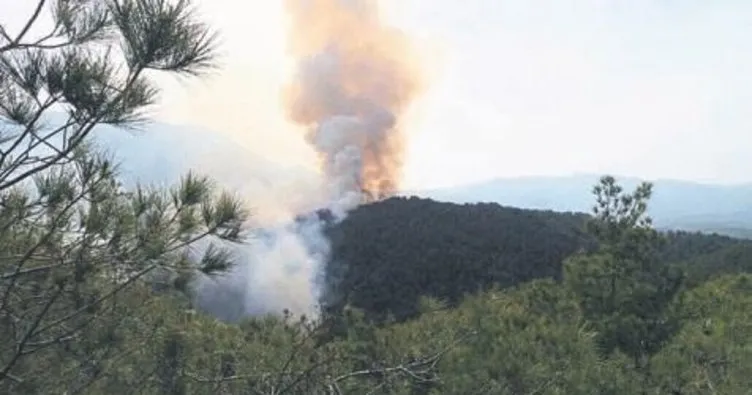 5 hektar orman yangın kurbanı