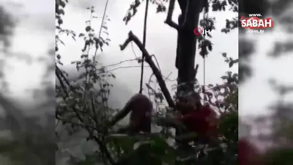 Ağaçta mahsur kalan ayı böyle kurtarıldı | Video