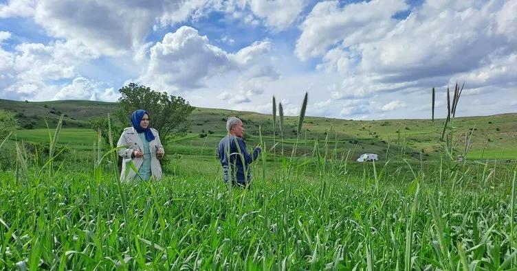 Sivas’ta ekili arazilerde pas hastalığı tehlikesi