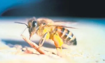 Bin katil arı saldırdı ama öldüremedi