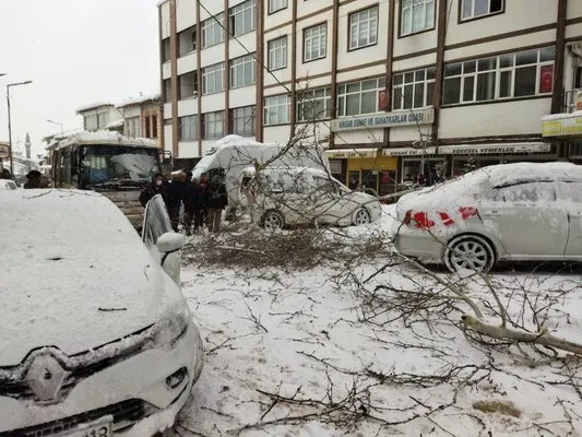 Asırlık çam ağacının dalları kar yağışına dayanamadı