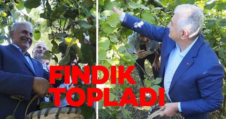 Binali Yıldırım Düzce’de fındık topladı