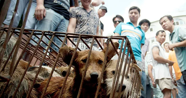 Çin'de köpek eti festivali tepkilere rağmen başladı - Dünya Haberleri