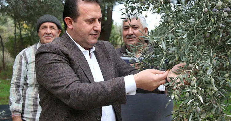 Başkan Soylu, zeytin topladı