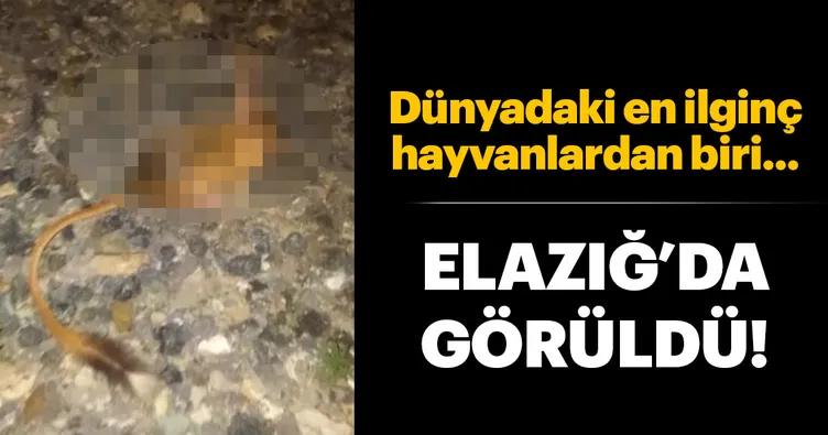 Elazığ’da kanguru faresi görüntülendi.