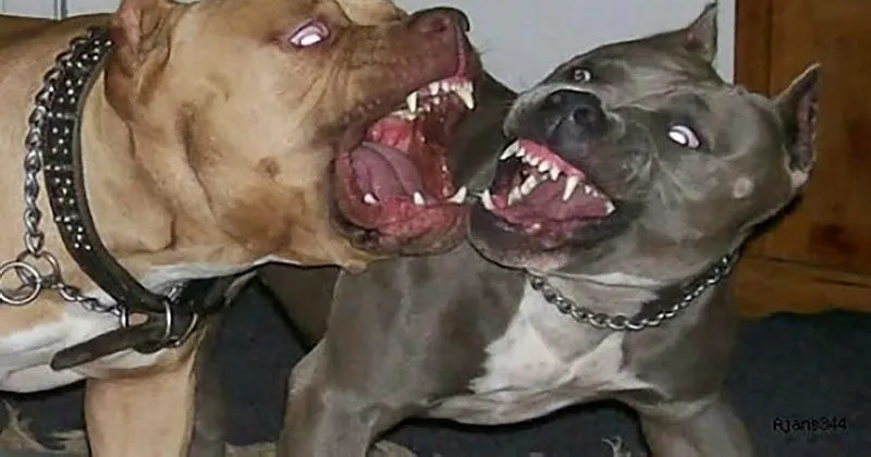 antalya pitbull ihbarinda liste basi son dakika haberler
